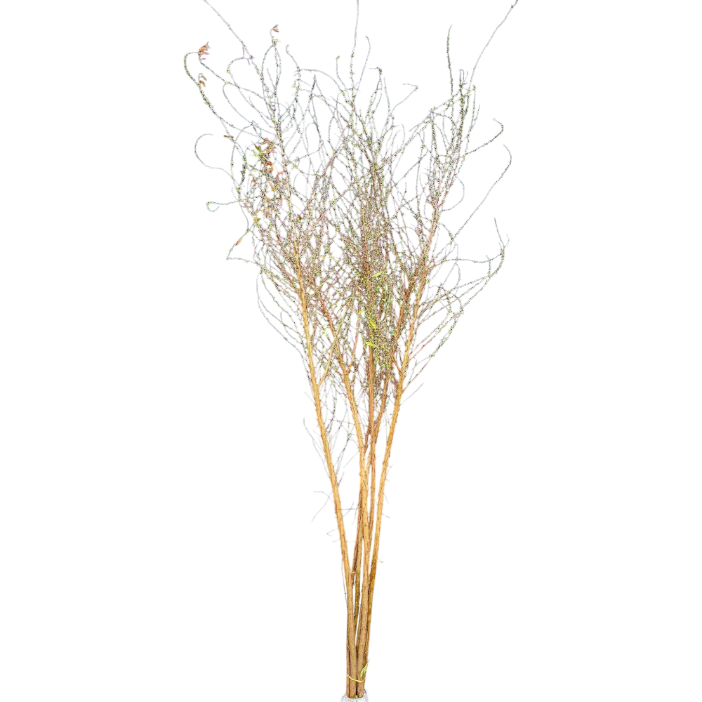 Tuyet Mai Blossom